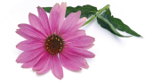 product image.